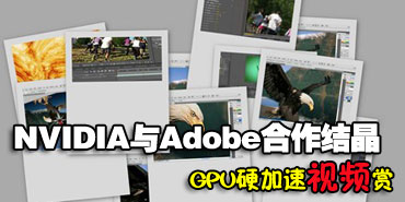 NV��Adobe�����ᾧ��GPUӲ������Ƶ��